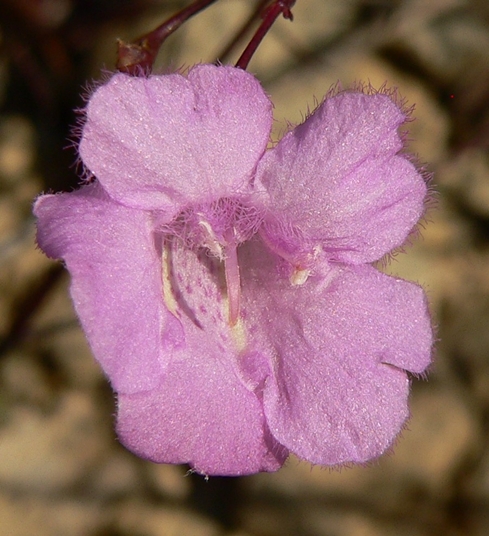 {Agalinis setacea}